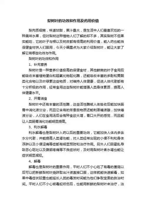 梨树叶的功效和作用及药用价值