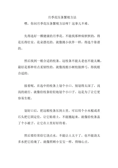 月季花压条繁殖方法