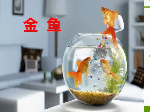 教科版科学课件：《金鱼》ppt课件(1)
