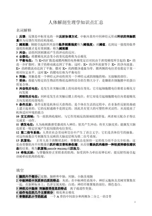 人体解剖