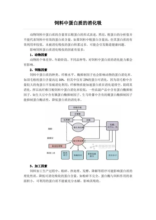 饲料中蛋白质的消化吸收