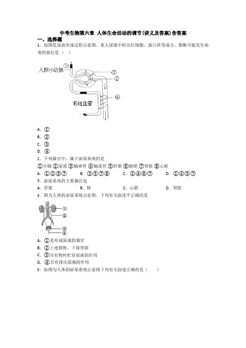 中考生物第六章 人体生命活动的调节(讲义及答案)含答案
