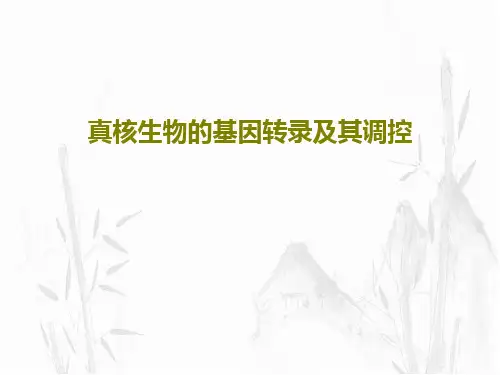 真核生物的基因转录及其调控PPT32页