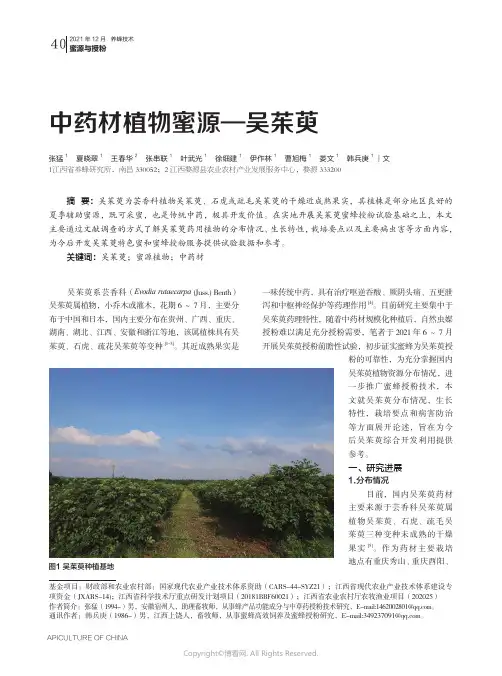 中药材植物蜜源—吴茱萸