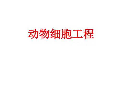 动物细胞培养和核移植技术   课件