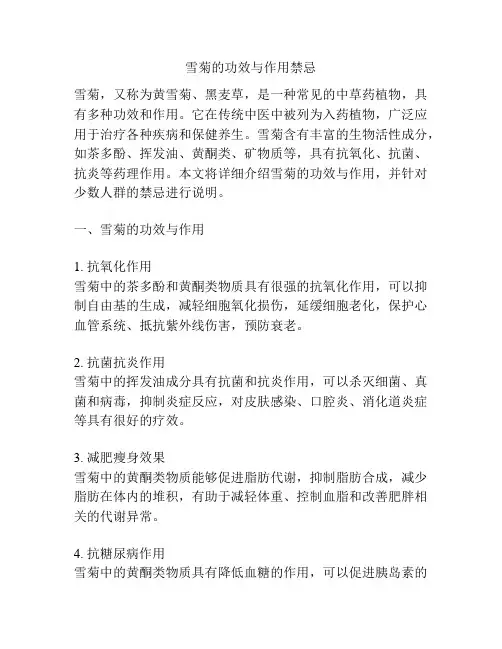 雪菊的功效与作用禁忌