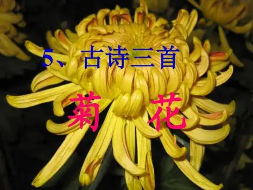 语文S版四年级上册第五课《古诗三首》——菊花