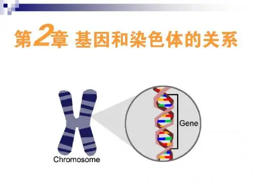 人教版必修二  减数分裂 课件(10张)