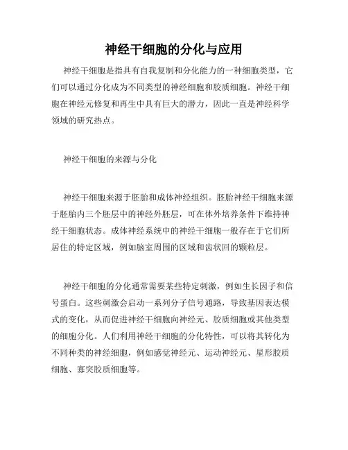 神经干细胞的分化与应用