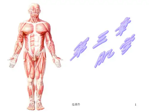 运动解剖学(肌肉)