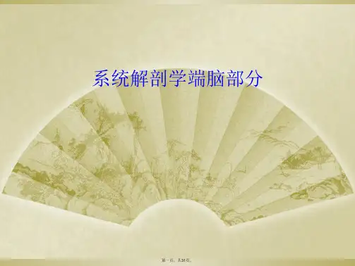 系统解剖学端脑部分