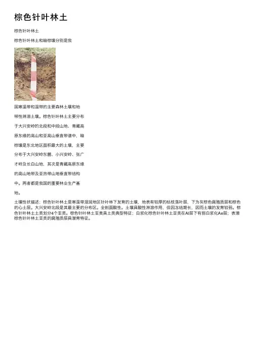 棕色针叶林土