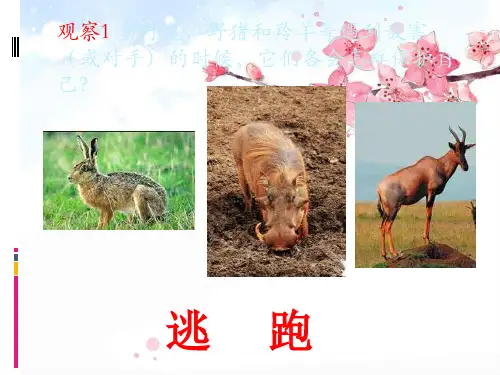 动物怎样保护自己精品PPT课件