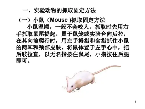试验动物的抓取固定方法