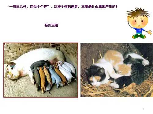 基因重组___上课(好)ppt课件