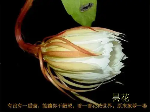 颈部淋巴结分区