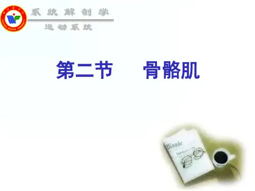第二章  第二节骨骼肌