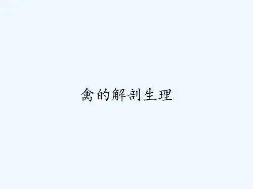 禽的解剖生理ppt