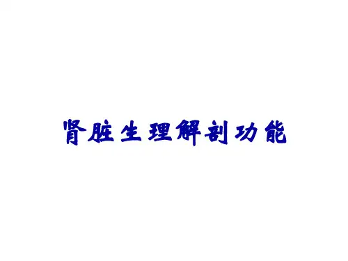 肾脏生理解剖功能