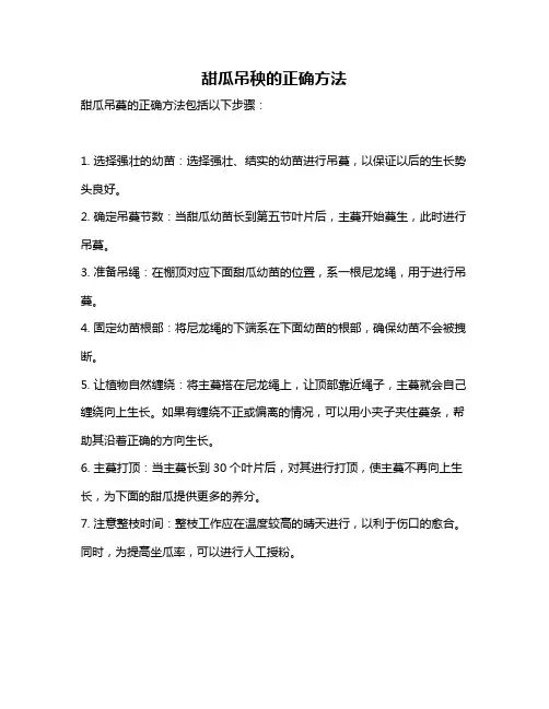 甜瓜吊秧的正确方法