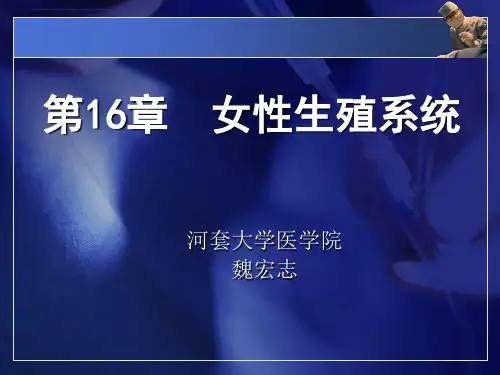 人体解剖组织及胚胎学女性生殖系统ppt课件