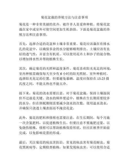 菊花盆栽的养殖方法与注意事项