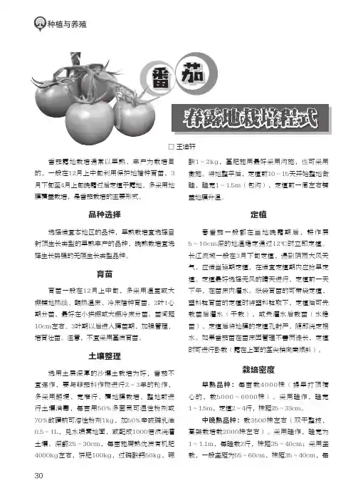番茄春露地栽培程式
