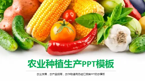 农业种植生产PPT模板