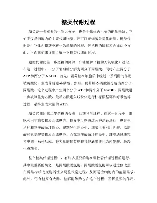 糖类代谢过程