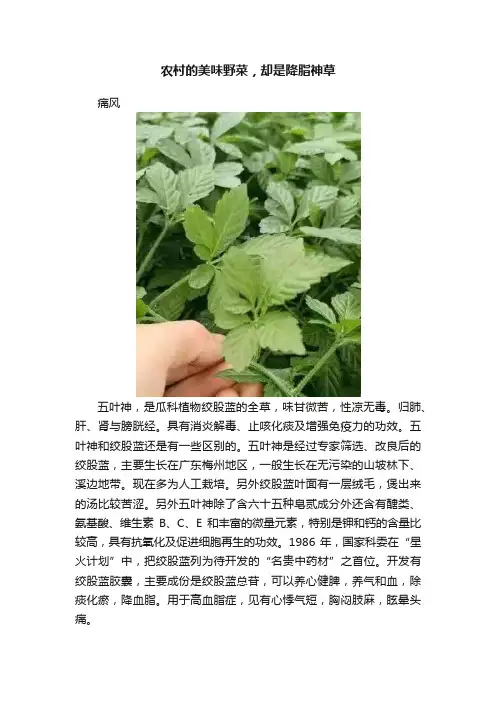 农村的美味野菜，却是降脂神草