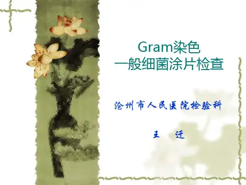 gram染色一般细菌涂片检查解析