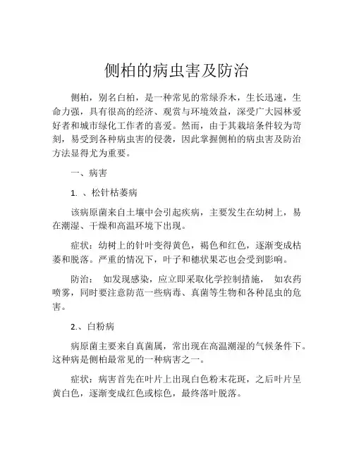 侧柏的病虫害及防治