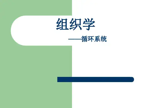 循环系统PPT课件