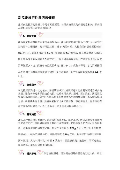 甜瓜定植后注意四项管理