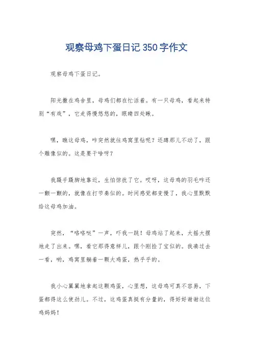 观察母鸡下蛋日记350字作文
