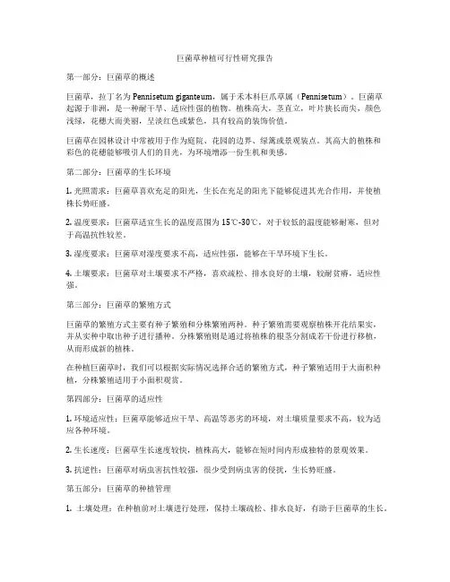 巨菌草种植可行性研究报告