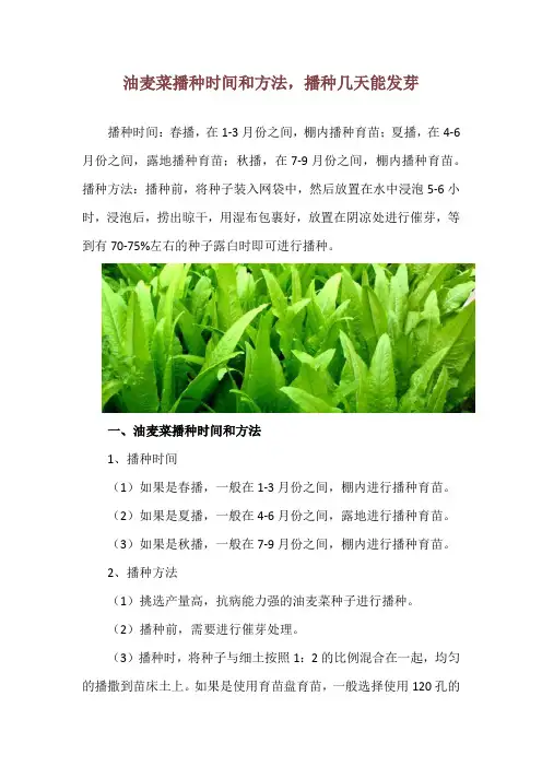油麦菜播种时间和方法,播种几天能发芽