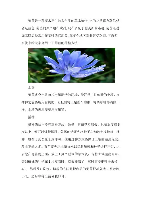 菊苣的种植方法