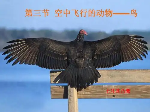 3.空中飞行的动物(何)