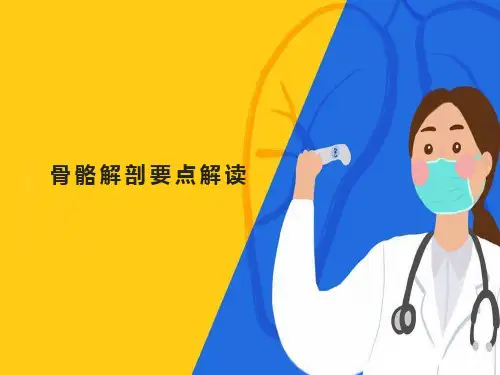 骨骼解剖要点解读