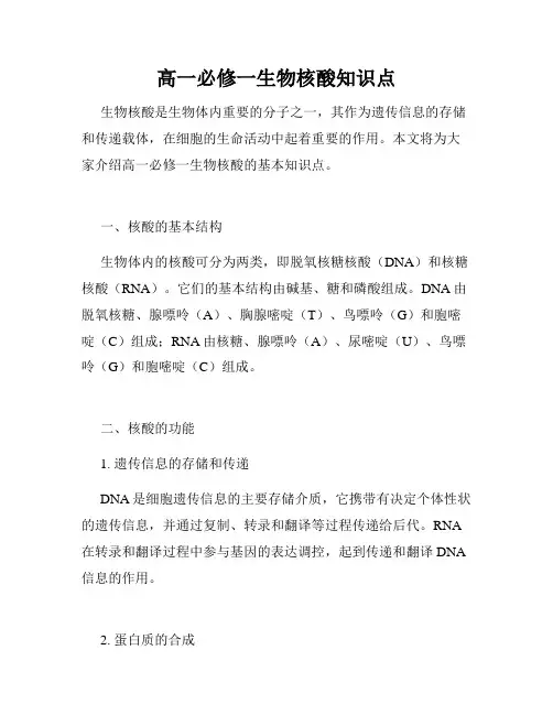高一必修一生物核酸知识点