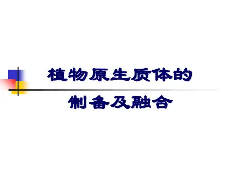 植物原生质体的制备及融合
