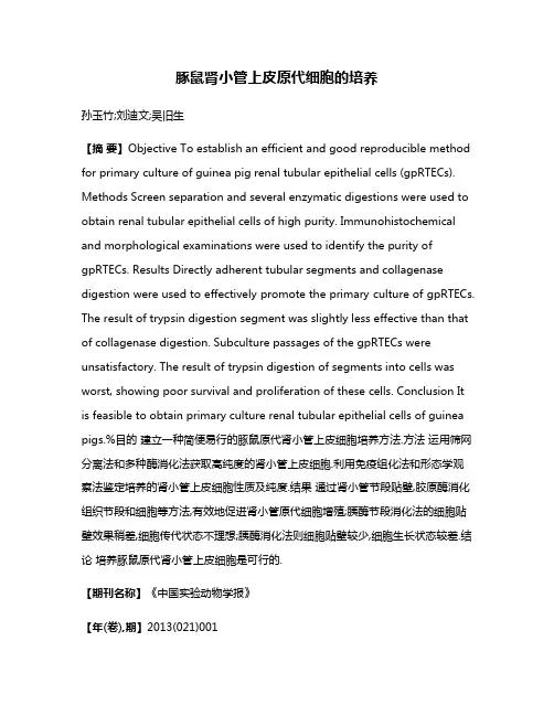 豚鼠肾小管上皮原代细胞的培养