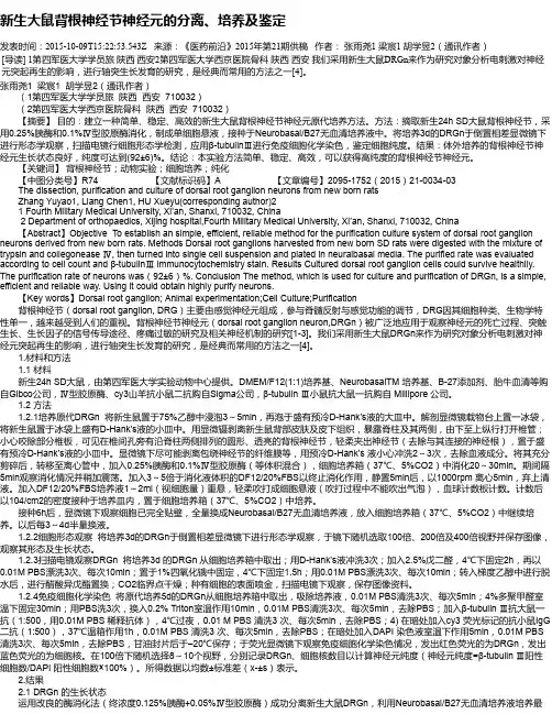 新生大鼠背根神经节神经元的分离、培养及鉴定