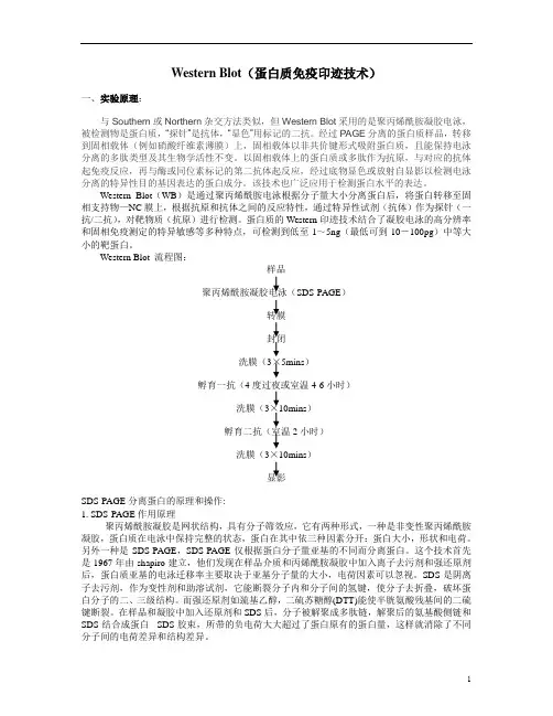 蛋白免疫印迹杂交实验方法