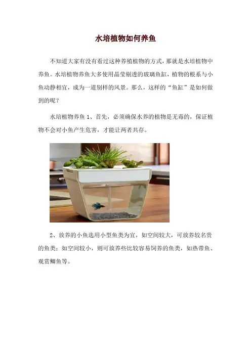 水培植物如何养鱼