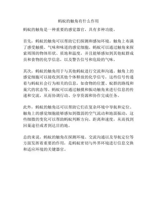 蚂蚁的触角有什么作用