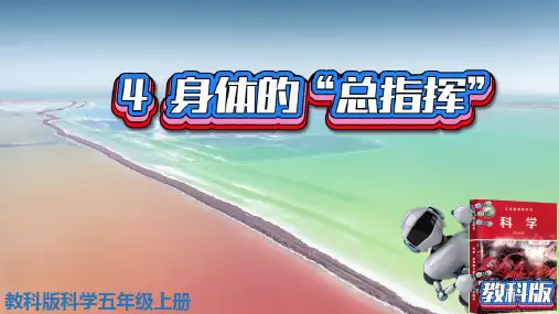 (教科新版含视频)4-4身体的总指挥-教科版科学五年级上册课件