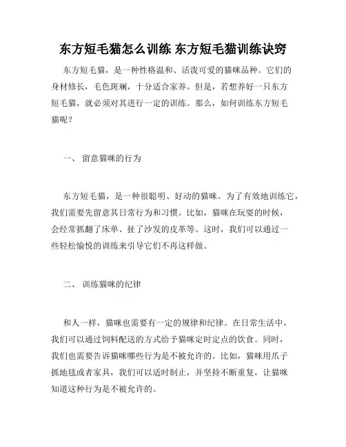 东方短毛猫怎么训练 东方短毛猫训练诀窍