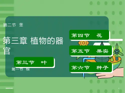 药用植物学与生药学第三章植物的器官一根、茎、叶